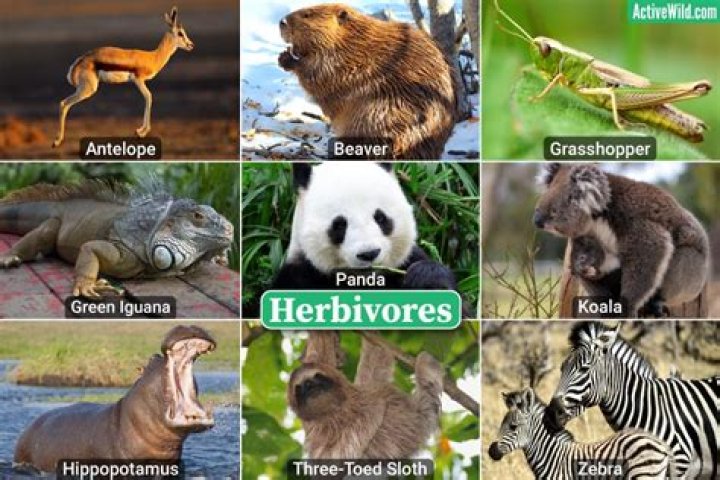 Are we carnivores or herbivores?