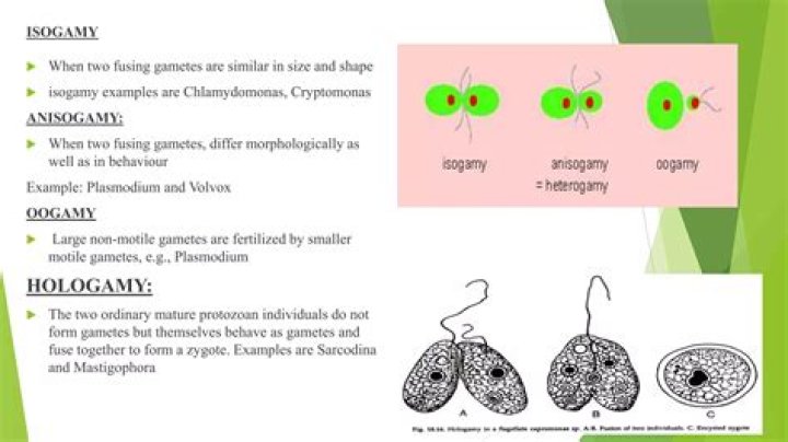 In oogamy fertilization occurs between?