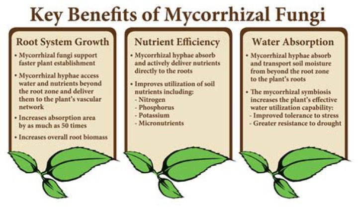 What is a mycorrhiza?