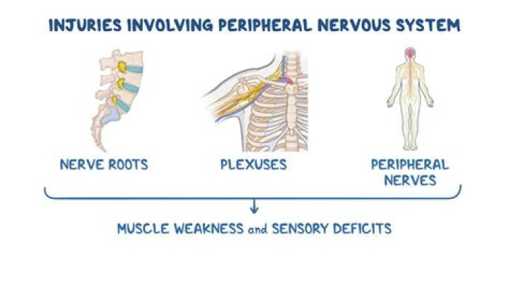 What is the meaning of plexure?