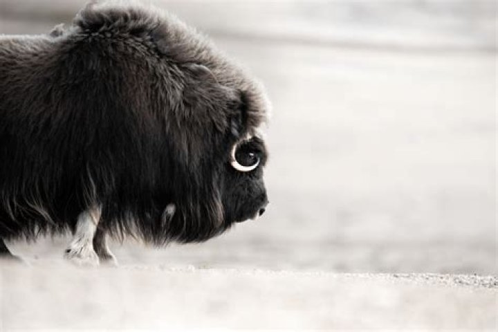 When do musk ox breed?