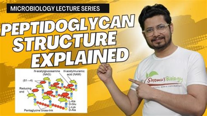 Where does peptidoglycan synthesis occur?