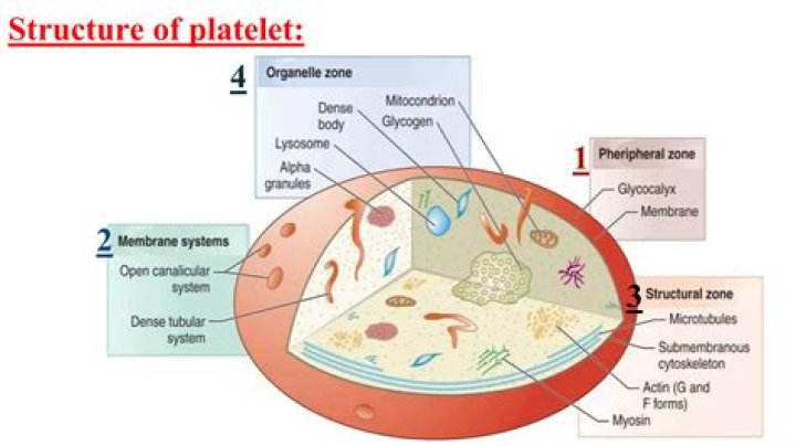 Where does platelets come from?