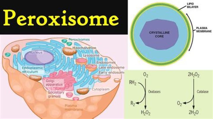 Where is peroxisome found?