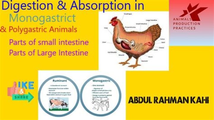 Which is a monogastric animal?