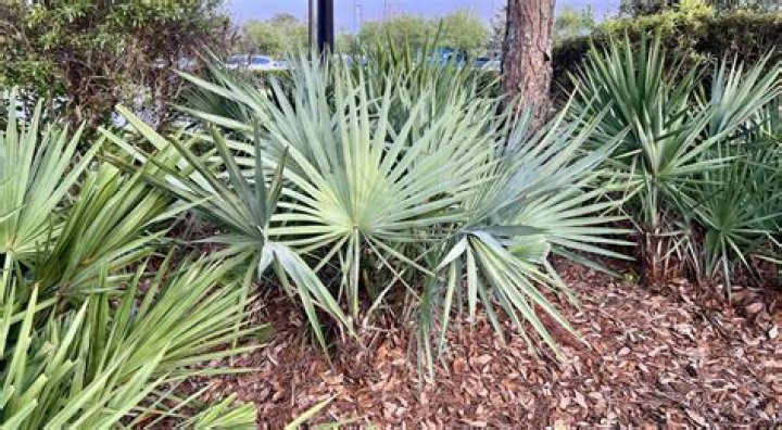 Who is palmettos storage partner?