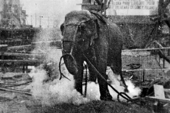 Who killed an elephant with electricity?