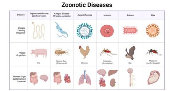 Why are zoonoses important?