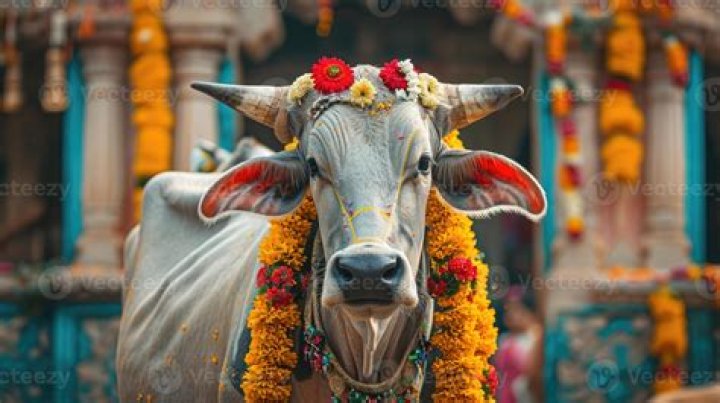 Why can't you kill a cow in india?