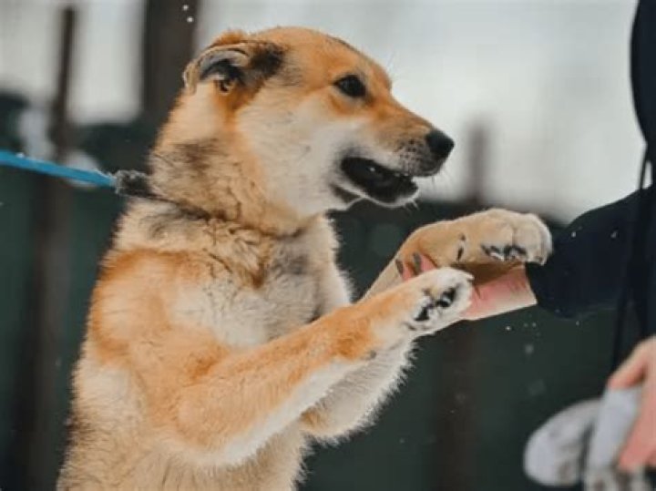 Why do dogs piddle when excited?